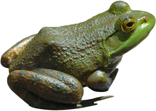 Frog PNG File PNG images