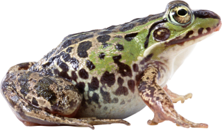 Frog Png Image PNG images