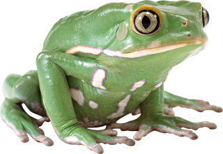 Frog PNG Image Free Download Image, Frogs PNG images