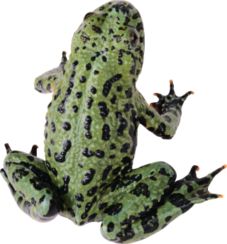 Frog PNG Image Hd PNG images