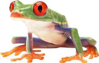 Frog PNG Images PNG images