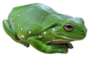 Frog PNG Photo PNG images