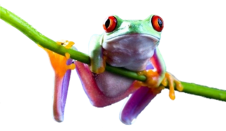 Frog PNG Transparent Image PNG images