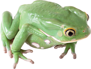 Frog PNG Transparent Image PNG images