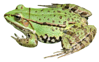 Frog PNG Transparent Image PngPix PNG images