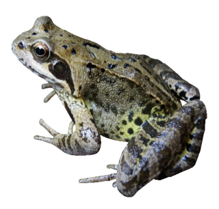 Frog Transparent Png PNG images