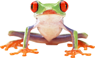 Frogs Image Picture PNG PNG images