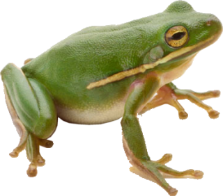 Green Frog PNG PNG images