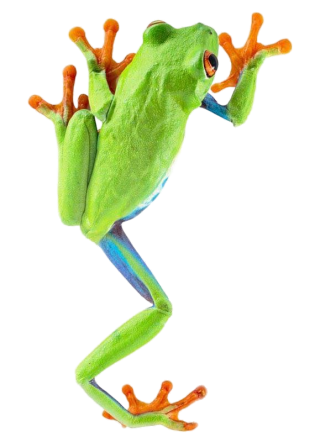 Green Frog PNG PNG images