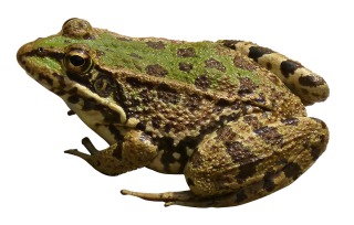 Green Frog PNG Transparent PNG images