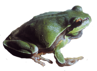 Pine Barrens Tree Frog Image Transparent PNG images