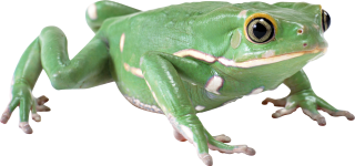 Simple Green Frog PNG PNG images