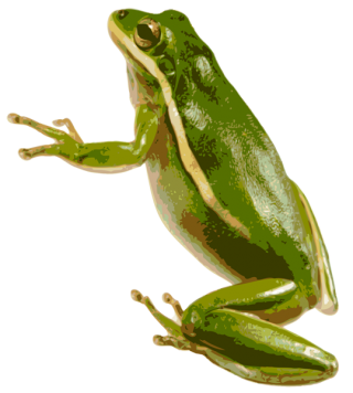 Tree Frog Png PNG images