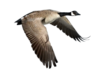 Flying Goose Png PNG images