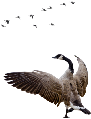 Goose Free Download Vector Png PNG images