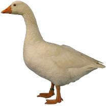Download For Free Goose Png In High Resolution PNG images