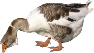 Collection Clipart Goose Png PNG images