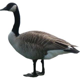 Goose Png Image PNG images