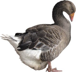 Goose Png Photos PNG images