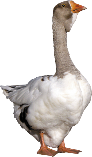 Goose Png Pics PNG images