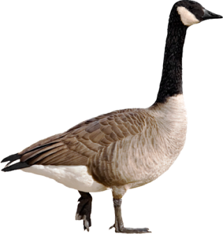 Goose Png Pictures PNG images