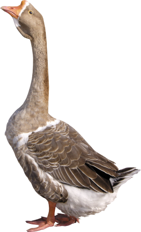 Goose Transparent Png PNG images