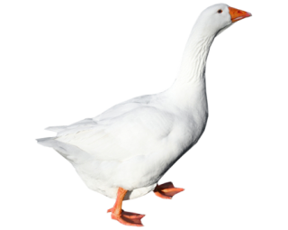 White Goose Png PNG images
