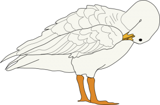 White Goose Png Images PNG images