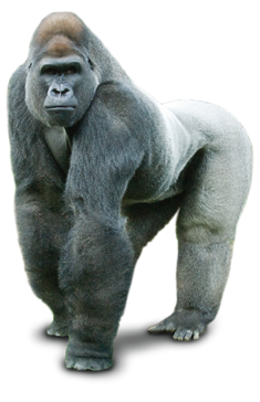 Background Png Hd Gorilla Transparent PNG images