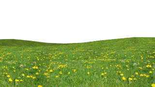 Grass Cartoon Png PNG images