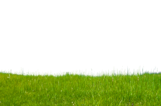 Grass On Hillside PNG images