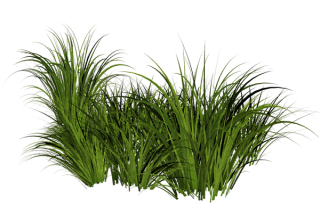 Grass Pic PNG PNG images