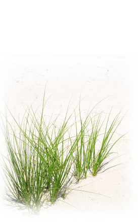 Download For Free Grass Png In High Resolution PNG images