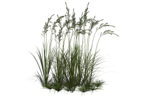 Clipart Png Collection Grass PNG images