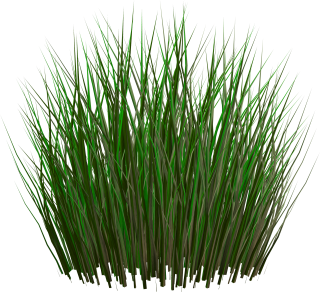 PNG Grass Image PNG images