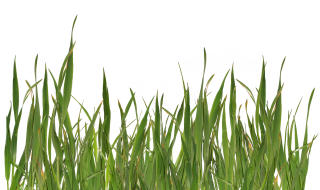 Grass Png Image PNG images