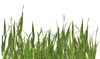 Grass PNG, Grass Transparent Background - FreeIconsPNG