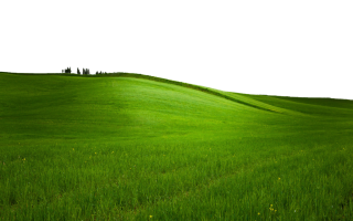 Grass Transparent Png PNG images