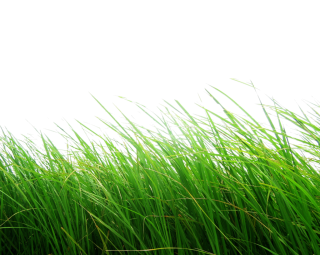Png Grass PNG images