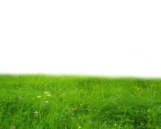 Png Grass PNG images