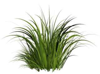 Tall Grass Texture Png PNG images