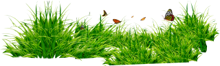 Grass Pictures Green Png PNG images