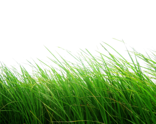 Grass PNG, Grass Transparent Background - FreeIconsPNG