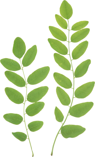 Green Leaf Png PNG images