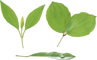 Green Leaf Png Hd PNG images