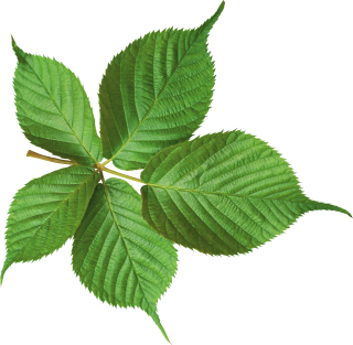 Green Leaf Png Hd Photo PNG images