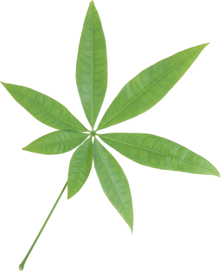 Green Leaf Png Single PNG images
