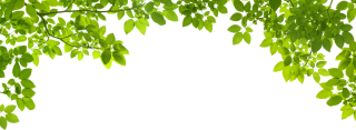 Green Leafs Png PNG images