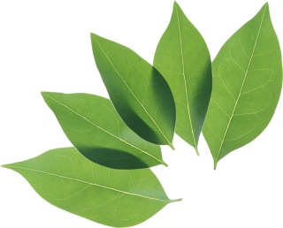 Green Leaves Png Image PNG images