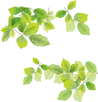 Green Leaves Png Picture PNG images